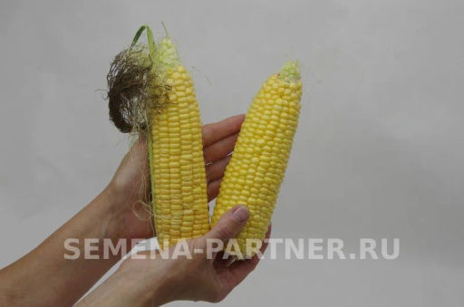 Кукуруза Спирит - Партнер фото 6