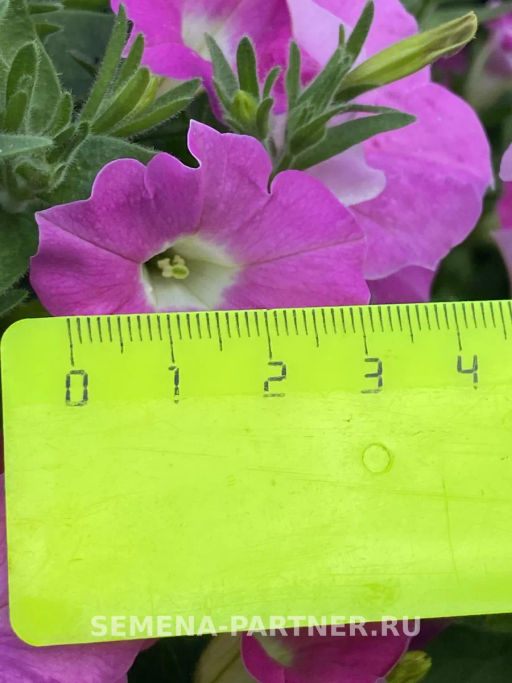 Петуния Итальянка Анита каскадная розовая - Партнер фото 8