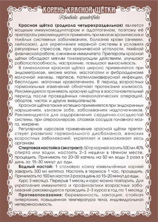 Красная щётка (корень цельный) - Мариславна фото 3