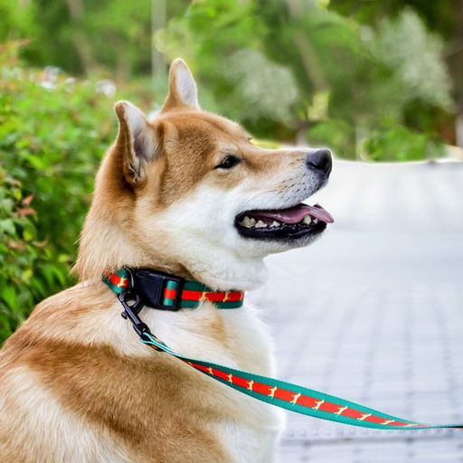 Поводок На стиле, 2.5 см, 1.5 м - Пушистое счастье фото 10