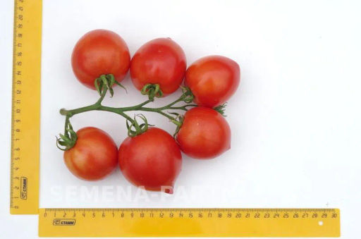 Томат Диадема - Партнер фото 4