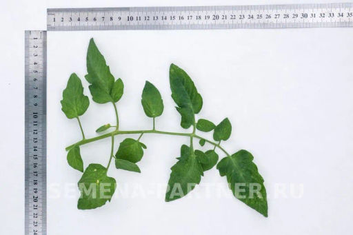 Томат Скворец - Партнер фото 4