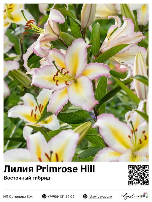 Лилия Primrose Hill (Восточный ориентальный гибрид)