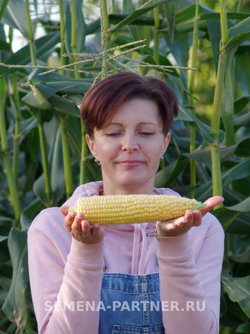 Кукуруза Саммер Свит - Партнер фото 5