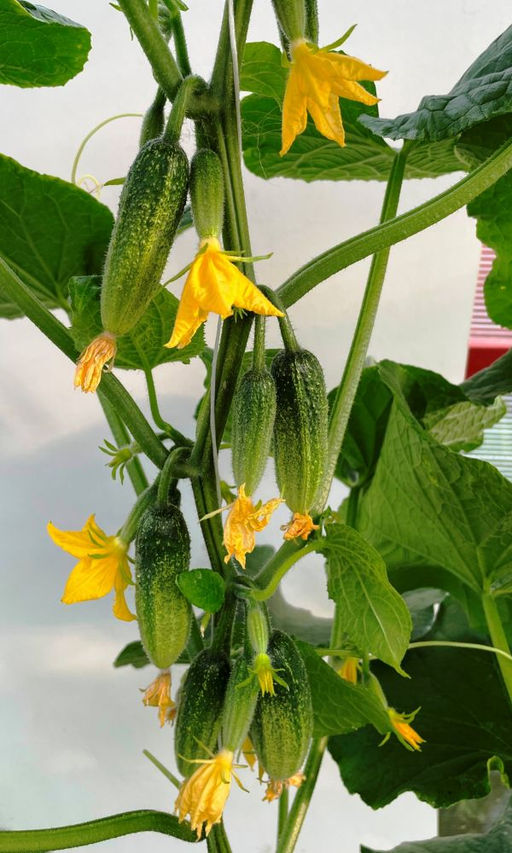 Огурец ДОМОВЁНОК КУЗЯ F1 Стабильно высокая урожайность! Продолжительный период плодоношения даже при неблагоприятных погодных условиях!