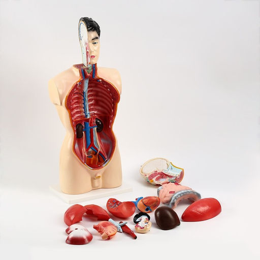 Анатомическая модель «Макет торса человека», 80 см