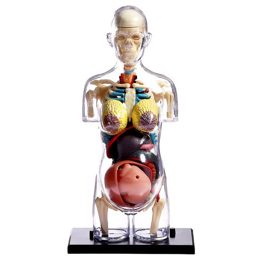 Набор для опытов Строение тела, беременная женщина - Эврики фото 11