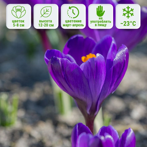 Крокус Flower Record (Флавер Рэкорд) 5 шт - Долина роз фото 6