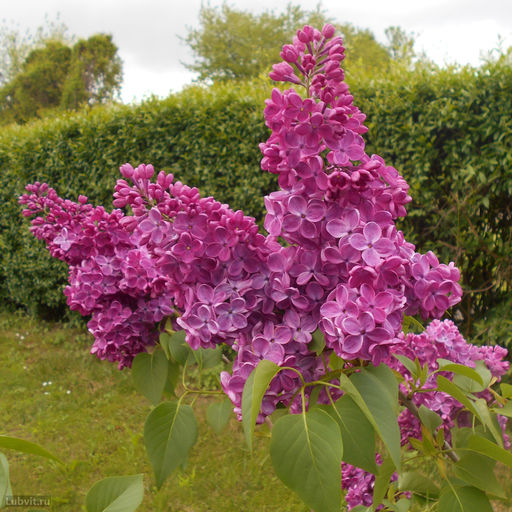 Сирень Знамя Ленина