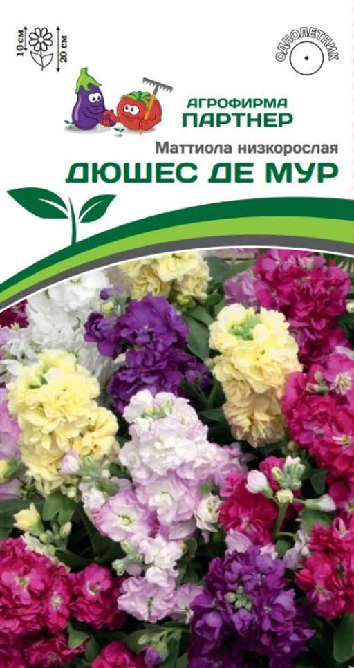 Маттиола низкорослая Дюшес де Мур - Партнер фото 2