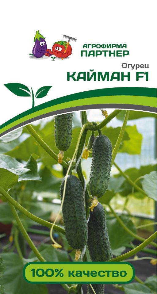 Огурец партенокарпический Кайман