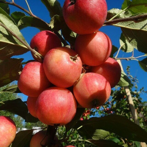 Яблоня Жар-птица полукультурка (саженец с этикеткой) 1шт
