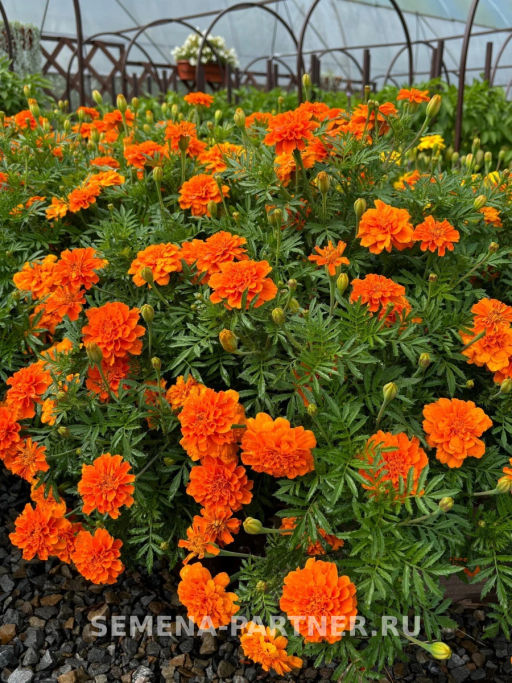 Бархатцы отклоненные Чиаро Танжерине - Партнер фото 5