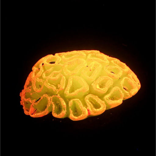 Декор для аквариума коралл Faviidae, 5 х 2,5 см, силиконовый, оранжевый - Simaland фото 2
