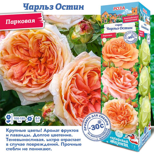 Роза Чарльз Остин (Английская/Парковая) 1шт