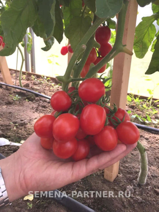 Томат Земледелец - Партнер фото 6