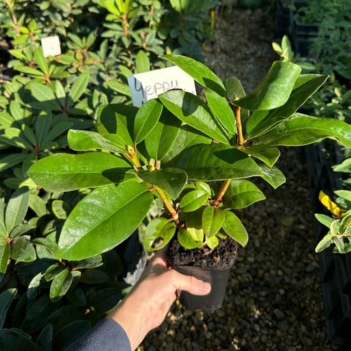 Рододендрон Черри Чизкейк