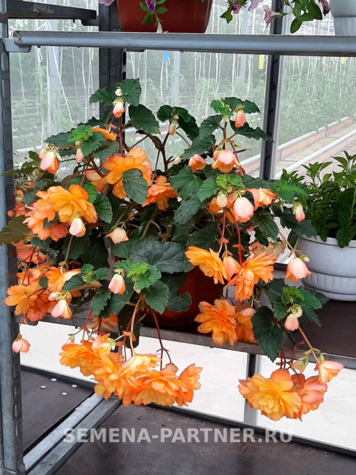 Бегония клубневидная ампельная махровая Голден Глори - Партнер фото 5