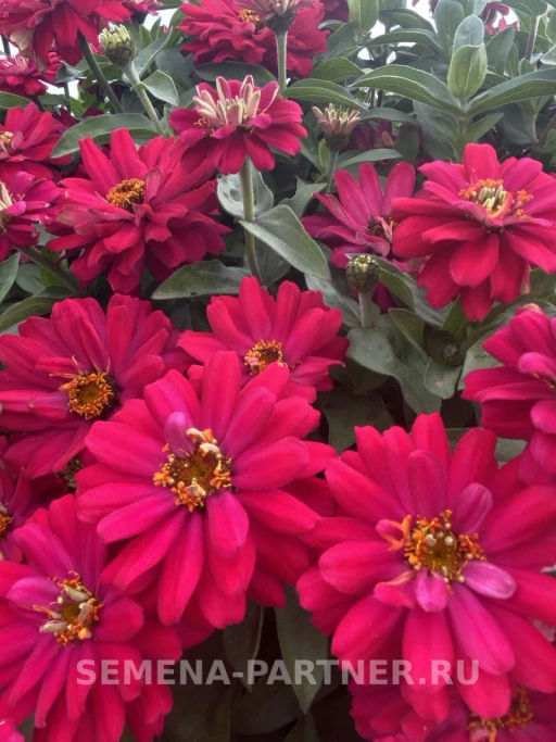 Цинния махровая Барышня-крестьянка Вишневый Пирог - Партнер фото 4