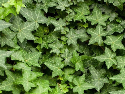 Плющ обыкновенный Чикаго - Долина роз фото 2