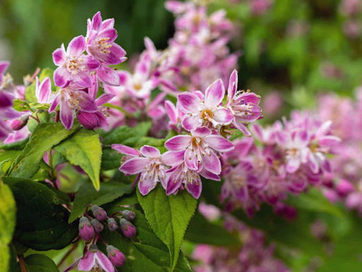 Дейция Распбери Сандей - Долина роз фото 3