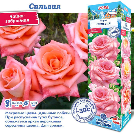 Роза Сильвия (Чайно-гибридная) 1шт