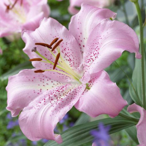 ЛИЛИЯ Жозефина Разбор 12/14 Кол-во упак., шт 5