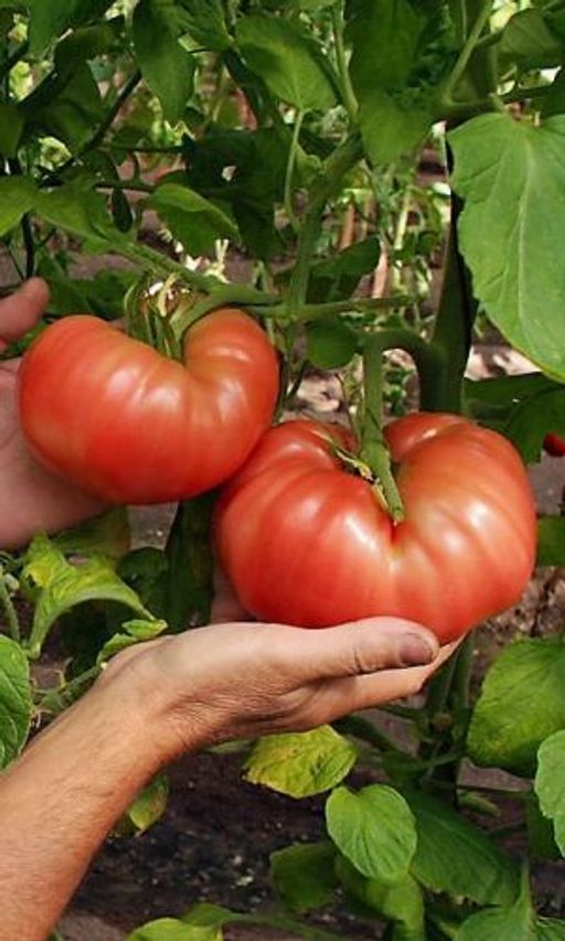 Томат ПОДПОЛКОВНИК Уникальный сорт двойного назначения! Мякоть мясистая, зернистая и очень сладкая, практически без семян! Урожайность до 10 кг/кв.м