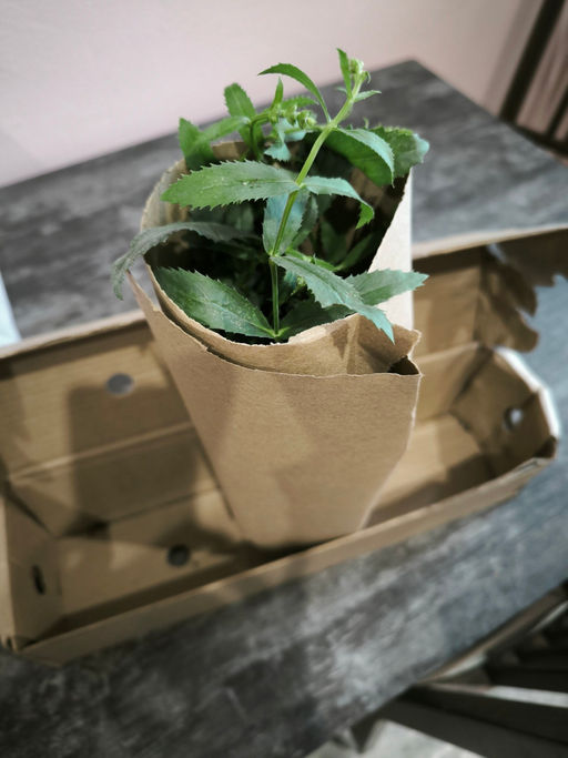 Физостегия Кристал Пик Вайт