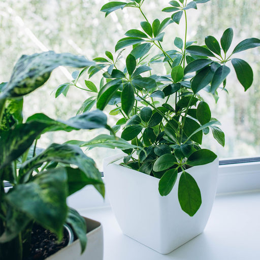 Цена за 2 шт. Кашпо для цветов, 15×15 см, 2.5 л, пластик, белое