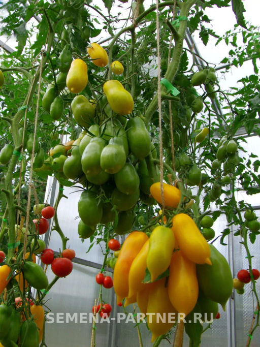 Томат Желтая Нежность - Партнер фото 4