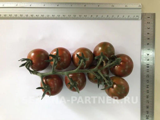 Томат Тигровый Коктейль - Партнер фото 6