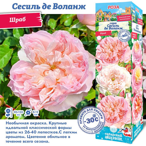 Роза Сесиль де Воланж (Японская) 1шт