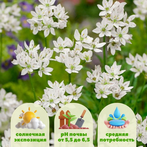 Лук декоративный неаполитанский 10шт - Долина роз фото 2