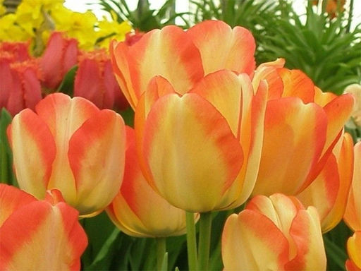 Тюльпан American Dream (Американ Дрим) - Долина роз фото 3