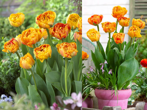 Тюльпан Санлавер - Долина роз фото 5