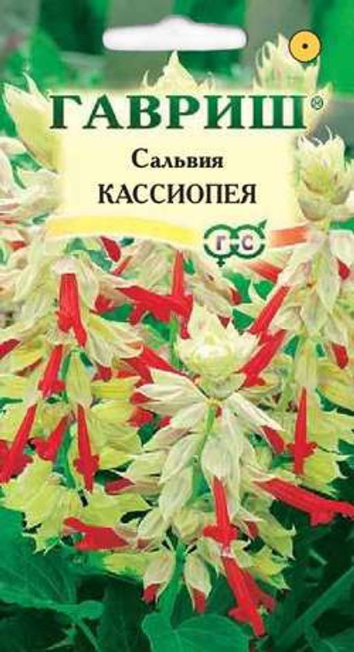 Кассиопея сальвия карликовая 4шт (г)