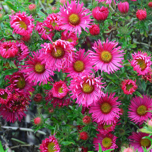 Астра новоанглийская смесь 2 года ЗКС тара 2л высота 15-30см. - Наша дача фото 4