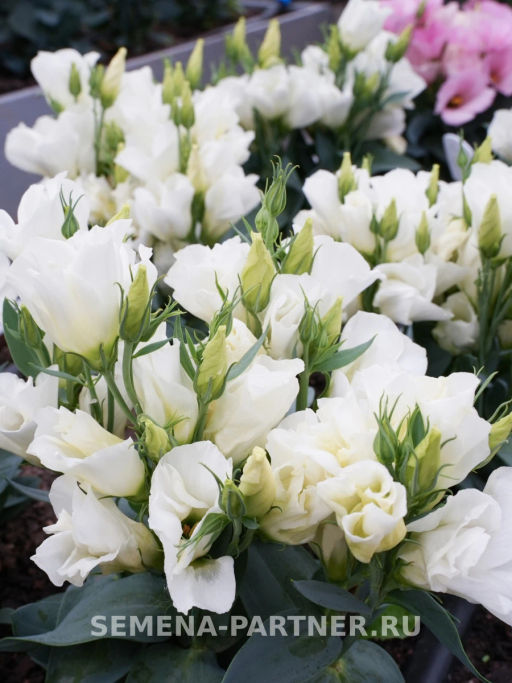 Эустома карликовая айвори Мисс Эбони Бьютти - Партнер фото 4