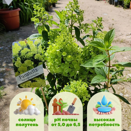 Гортензия метельчатая Панателла