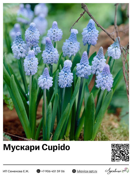 Мускари Cupido