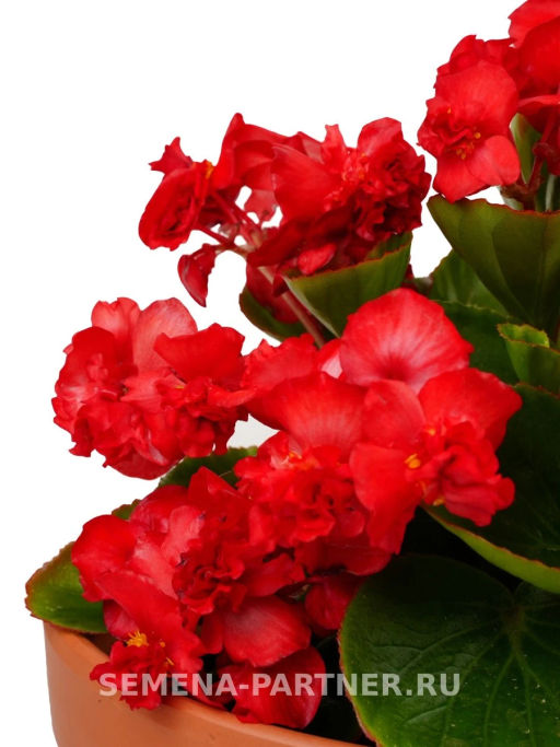 Бегония вечноцветущая махровая Милори Рэд Грейс - Партнер фото 3