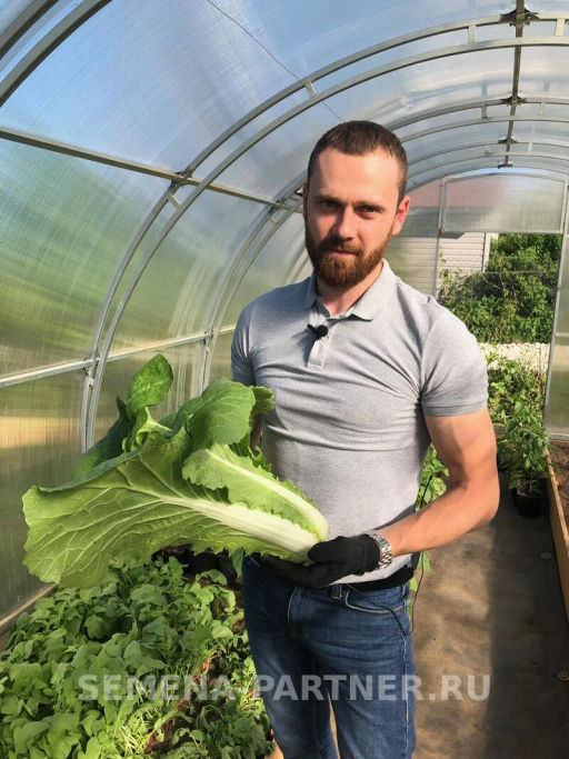 Капуста пекинская Гидра - Партнер фото 7