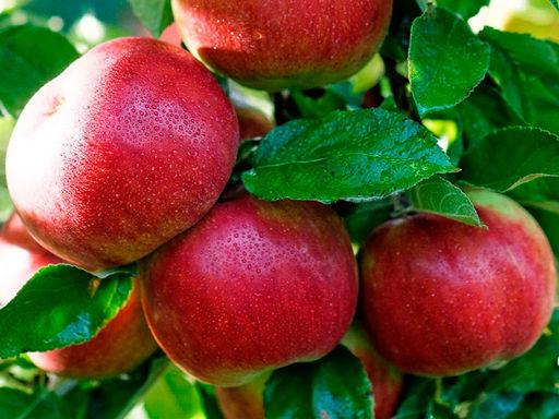 Яблоня Айдаред - Долина роз фото 2