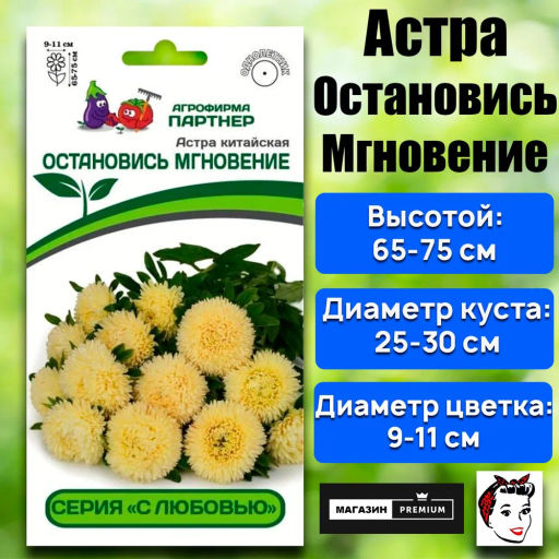 Астра китайская Остановись Мгновение - Партнер фото 2