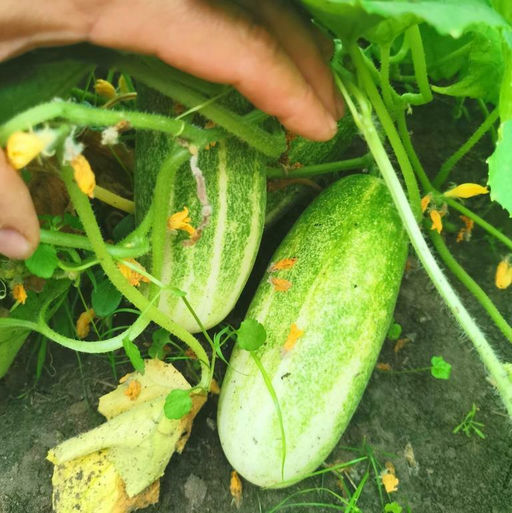 Огурцы Канадский Деликатес - Canadian Delicious Cucumber - Дом помидоров фото 2