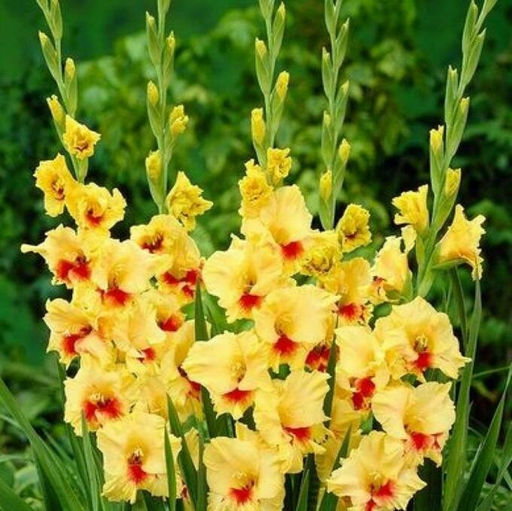 ГЛАДИОЛУС Максиал Разбор 10/12 Кол-во упак., шт 8