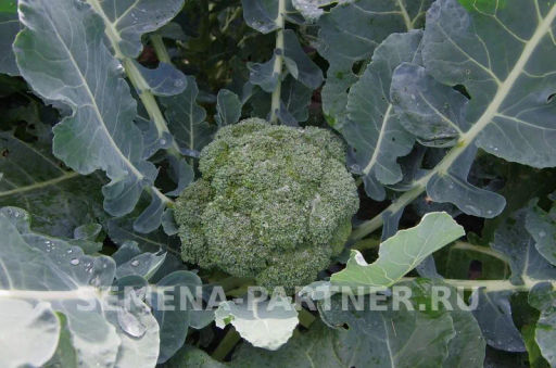 Капуста брокколи Фиеста - Партнер фото 2