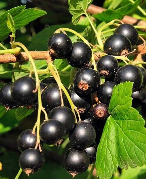 Смородина Баритонка черная (коробка) 1шт