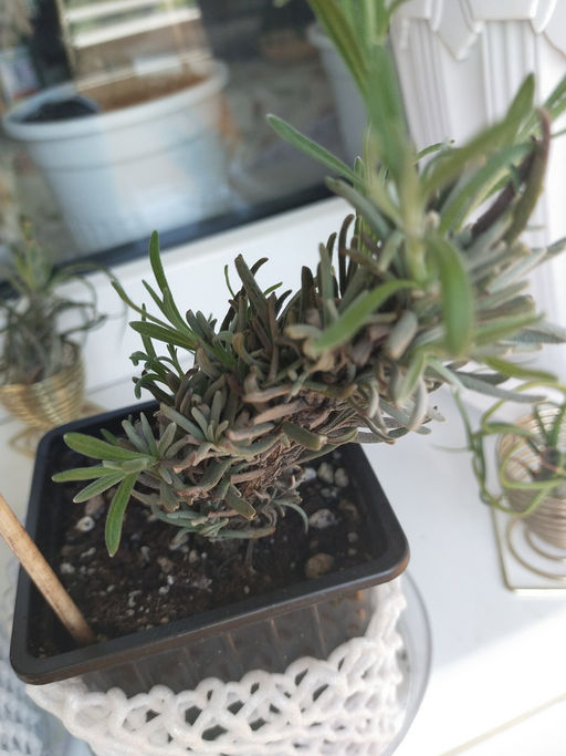 Лаванда узколистная